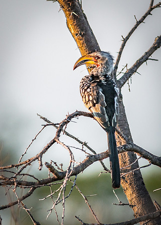 EdricCross Kruger SA 14-02-2015 1826