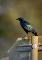 EdricCross Kruger SA 14-02-2015 1830