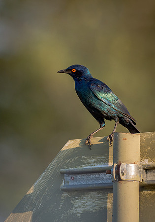 EdricCross Kruger SA 14-02-2015 1830