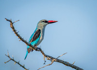 EdricCross Kruger SA 14-02-2015 1848