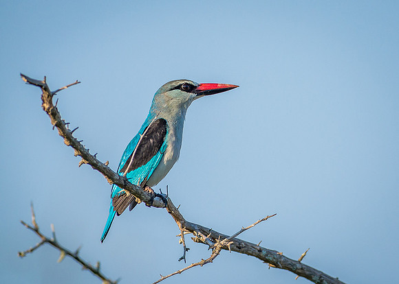EdricCross Kruger SA 14-02-2015 1848