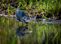 EdricCross Kruger SA 14-02-2015 1865