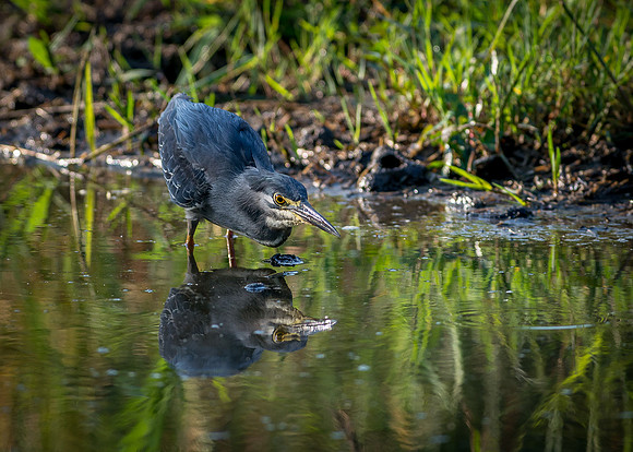 EdricCross Kruger SA 14-02-2015 1865