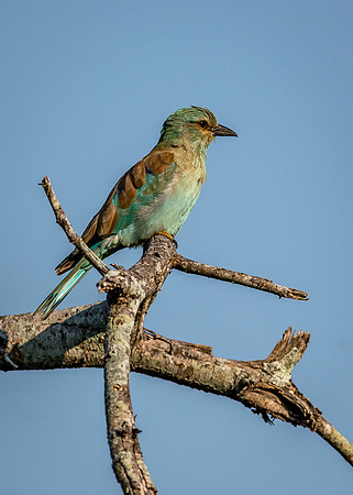 EdricCross Kruger SA 14-02-2015 1894