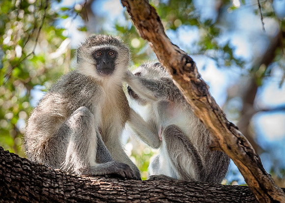 EdricCross Kruger SA 14-02-2015 1177
