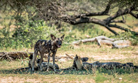 EdricCross Kruger SA 14-02-2015 2012