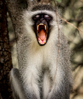 EdricCross Kruger SA 14-02-2015 2048