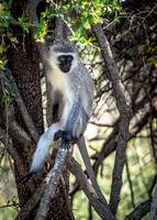 EdricCross Kruger SA 14-02-2015 1206
