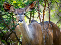 EdricCross Kruger SA 14-02-2015 2052