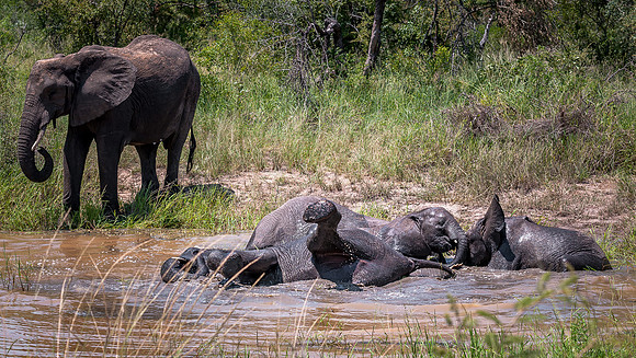 EdricCross Kruger SA 14-02-2015 1242-2