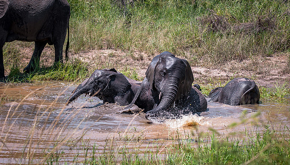 EdricCross Kruger SA 14-02-2015 1250