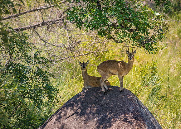 EdricCross Kruger SA 14-02-2015 2063-Edit