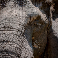 EdricCross Kruger SA 14-02-2015 1297