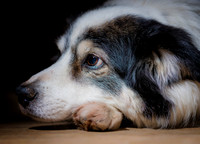 Dogs